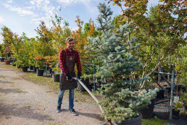 Best Tree Removal Services  in Indian Rocks Beach, FL